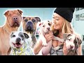 GETTING A NEW DOG??? Helping Shelter Dogs Get Adopted!