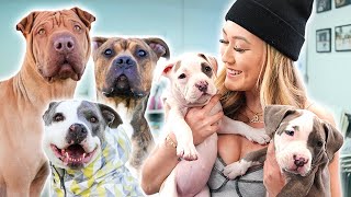 GETTING A NEW DOG??? Helping Shelter Dogs Get Adopted!