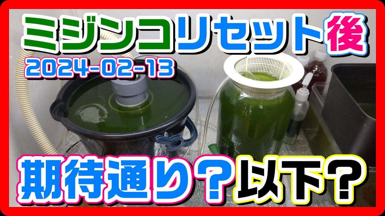 落ちる予感しかしなかったミジンコを早めにリセットしたその後は