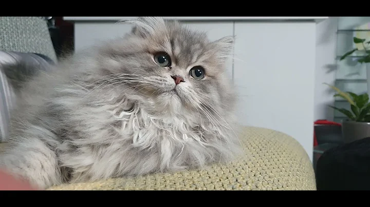 Watch the video about #Kira#cat#british#longhair#tabby#rasta