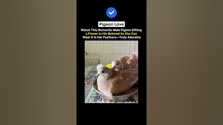 Romantic Male Pigeon Offers Flower to His Love for Her Feathers