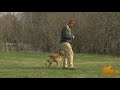 How to teach your dog to sit with an e-collar How to teach your dog to sit with an e-collar