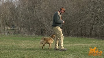 How to teach your dog to sit with an e-collar