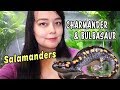 Caring for My Salamanders | Marbled & Spotted