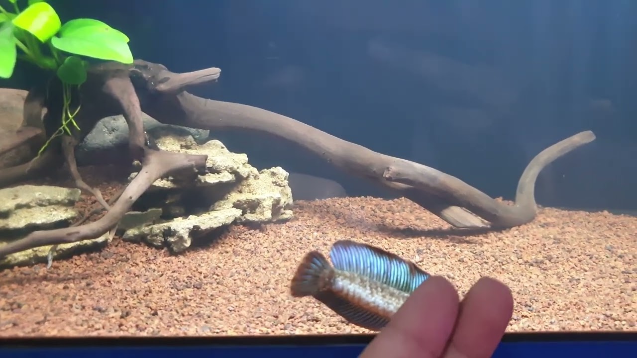 Channa Andrao, si mungil  gondrong, Bar-Bar 