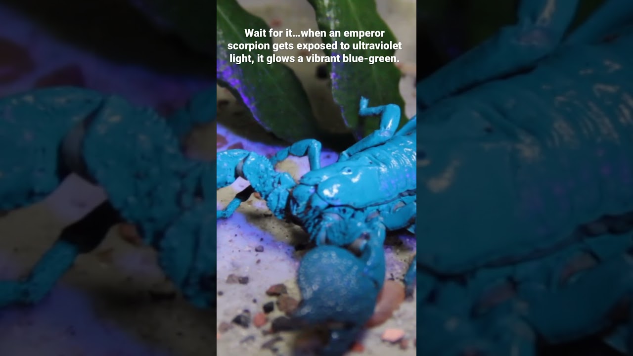 Emperor Scorpion | San Diego Zoo          