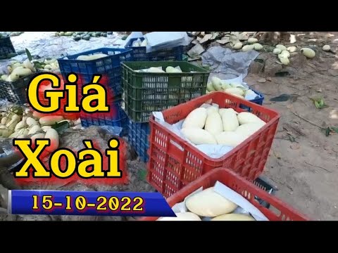 Video Giá xoài Đài Loan hôm nay ngày 15 tháng 10, 2022... - youtube