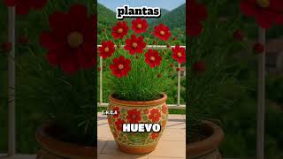 #Fertilizante #casero con #cáscara de #plátano y huevo: #poderoso abono natural