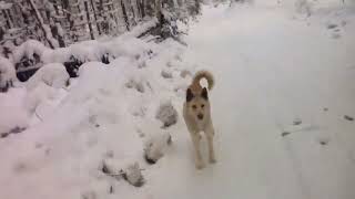 a lot of snow in the forest this year 😃