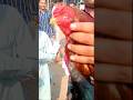 Aseel Lakha murga top quality murga