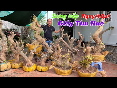 Video Hoa Giấy, Nguyệt Quế, Sung Nếp có trái - chào bán 28/9... - youtube