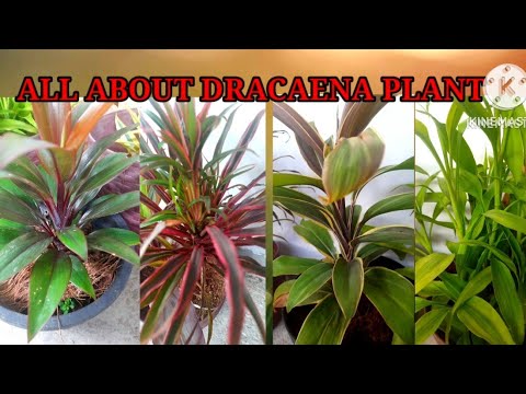 5 Quick tips About Dracaena | How I grew Dracaena plants #how_to_grow
