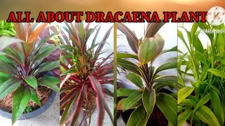 Detailed 5 Quick tips About Dracaena | How I grew Dracaena plants #how_to_grow Information