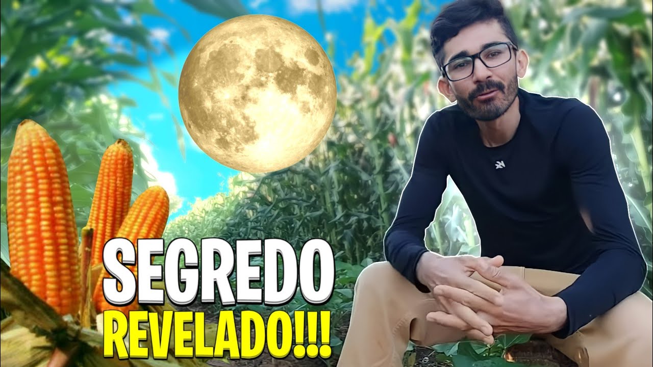 Qual a melhor lua para plantar milho? 🌙