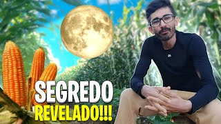 Qual A Melhor Lua Para Plantar Milho?