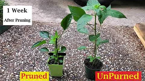 Pruned Vs UnPruned Pepper Plant