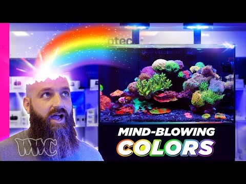 The MOST COLORFUL & MESMERIZING  Waterbox Reef Tank