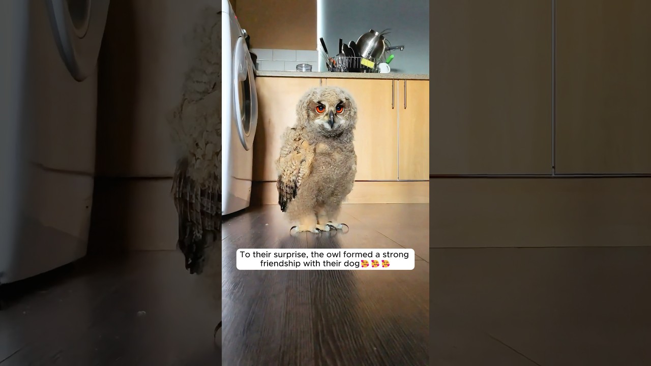This family rescued an owl in distress