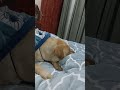 #cutebaby #cute #baby #family #Shiro #labrador