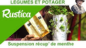 La Menthe Anti Puce Et Digestif Youtube