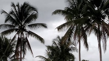 FT SIMPLE CUB Maiden Flight