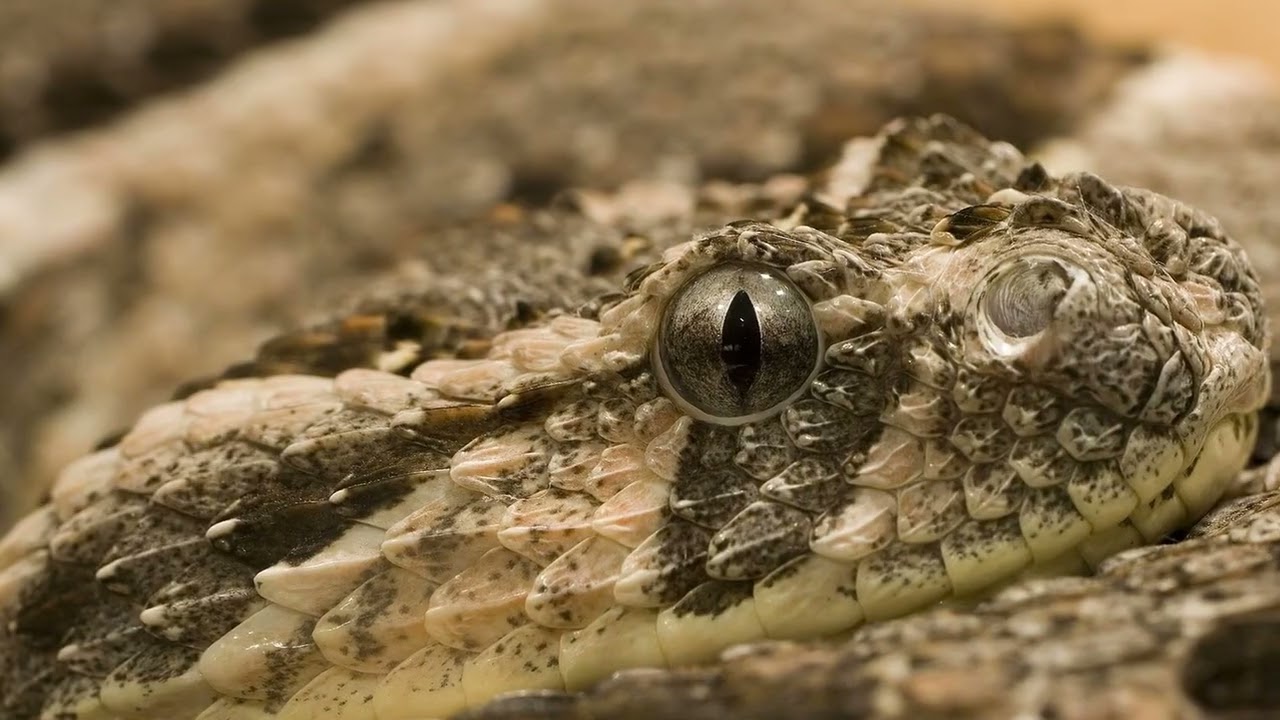The Origins of the Most Famous Phobia Names — NameWise etymology video