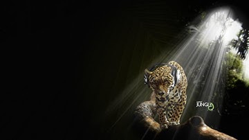 Music - Minimal Technology Ambient | AudioJungle Download