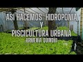 ASI SE  HACE HIDROPONÍA Y PISCICULTURA URBANA