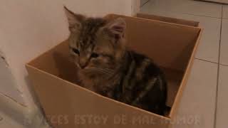 El pequeño y lindo gremlin tiene diferentes estados de ánimo - videos de gatitos