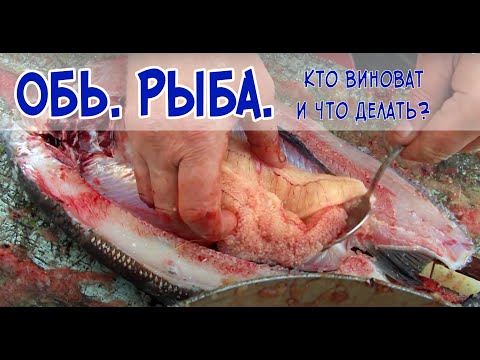 Обь. Рыба. Кто виноват и что делать?