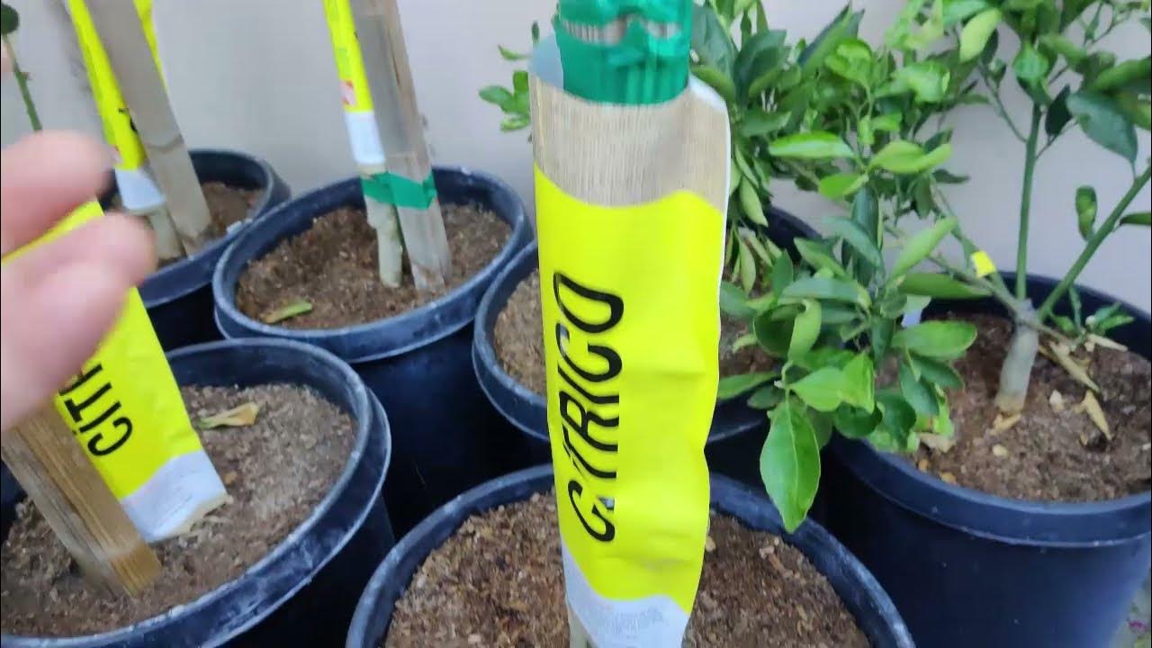 Home Depot Fruit Trees Shopping September 1, 2021 YouTube