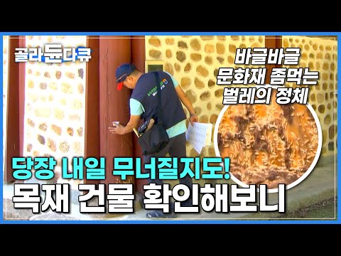 문화재 위협하는 벌레의 정체 │목재 건물의 천적│흰개미의 침공│<strong>하나뿐인지구</strong>│#골라듄다큐