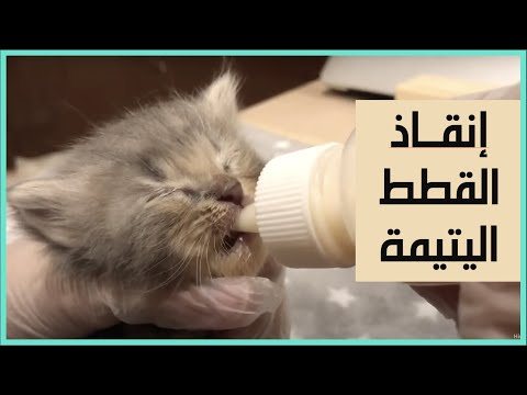 فيديو: ماذا تطعم القطط اليتيمة؟