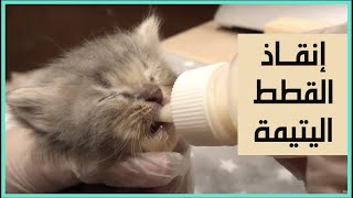 دليلك للعناية بالقطط اليتيمة Taking Care of Orphan Kittens