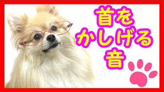 犬が首をかしげる音 Youtube