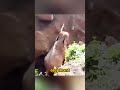 This Baby Elephant Fell Into A Pit #shorts