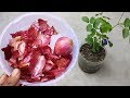 Use of onion peel for plants  best natural fertilizer for any plants