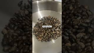 How to Make Jamaican Black Castor Oil using Pressing Machine