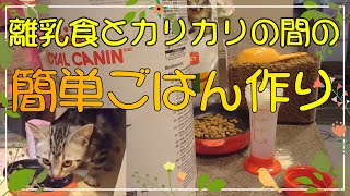 そろそろ離乳食を卒業の子猫の簡単ごはん作りです。 by ミル日記 66 views 2 years ago 6 minutes, 31 seconds