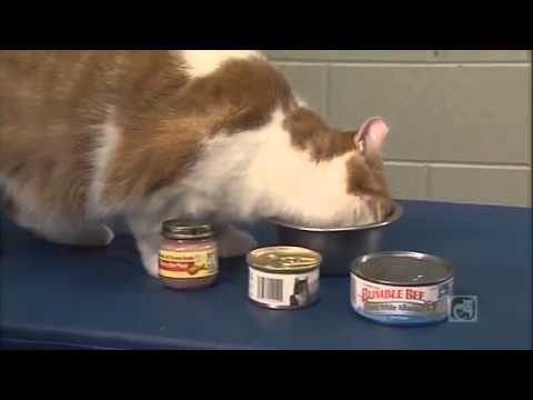 वीडियो: बिल्लियों में निम्न रक्त शर्करा