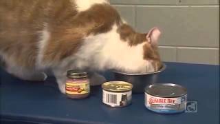 Caring for Your Diabetic Cat Part 6  Recognizing and Treating Hypoglycemia