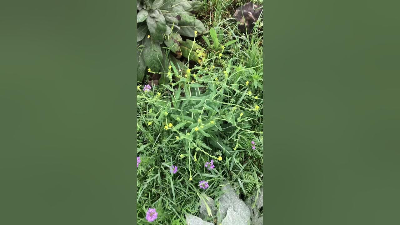 Bastard cabbage wild edible YouTube