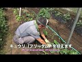 菜園だより230403収穫と苗植え