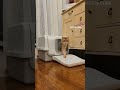 #cat #viral #islamic #cats #shorts