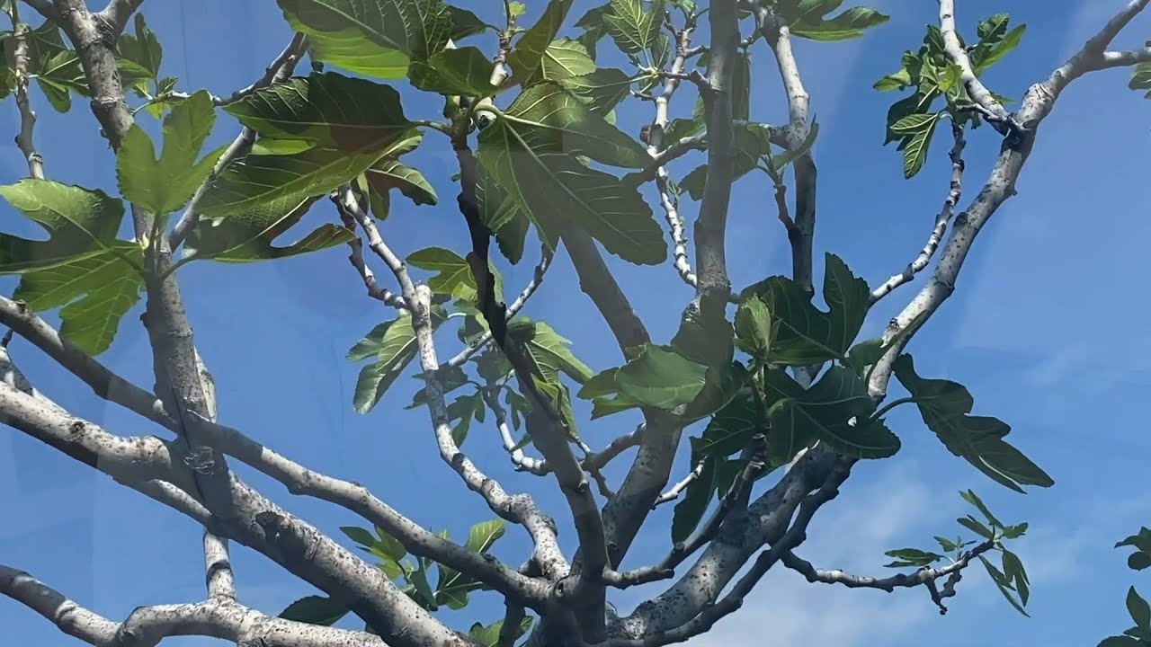 Roberto Cacciapaglia - The Future - Live from Home for Earth Day 2020