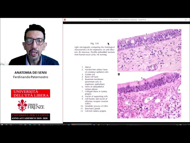 ANATOMIA DEI SENSI (5) - OLFATTO E GUSTO