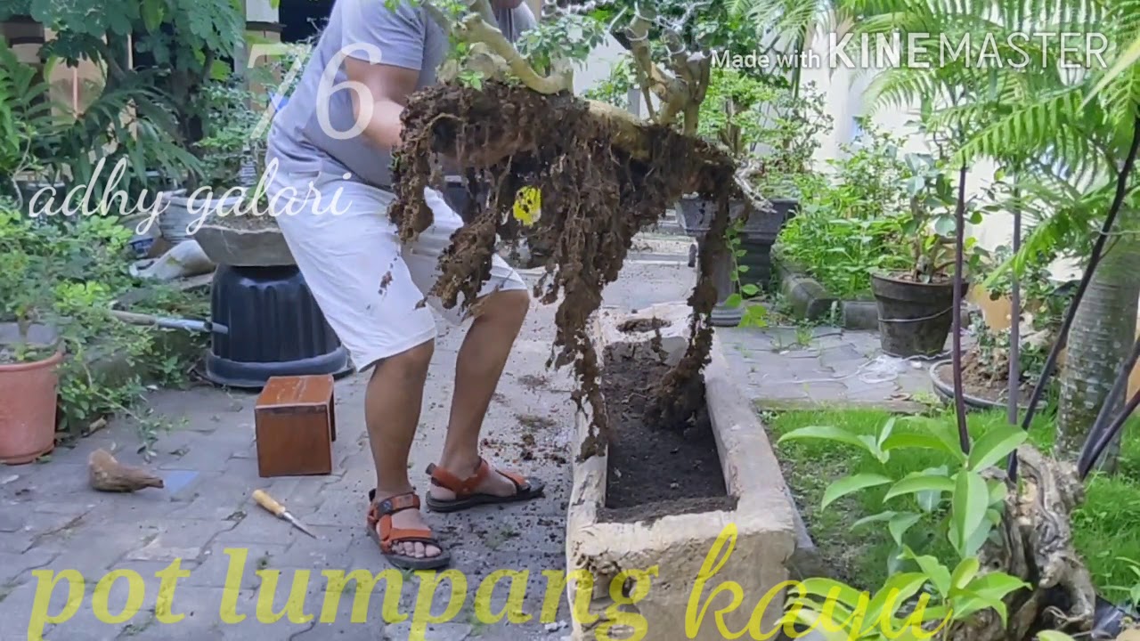 alternatif pot  bonsai  bonsaimaniajogja YouTube