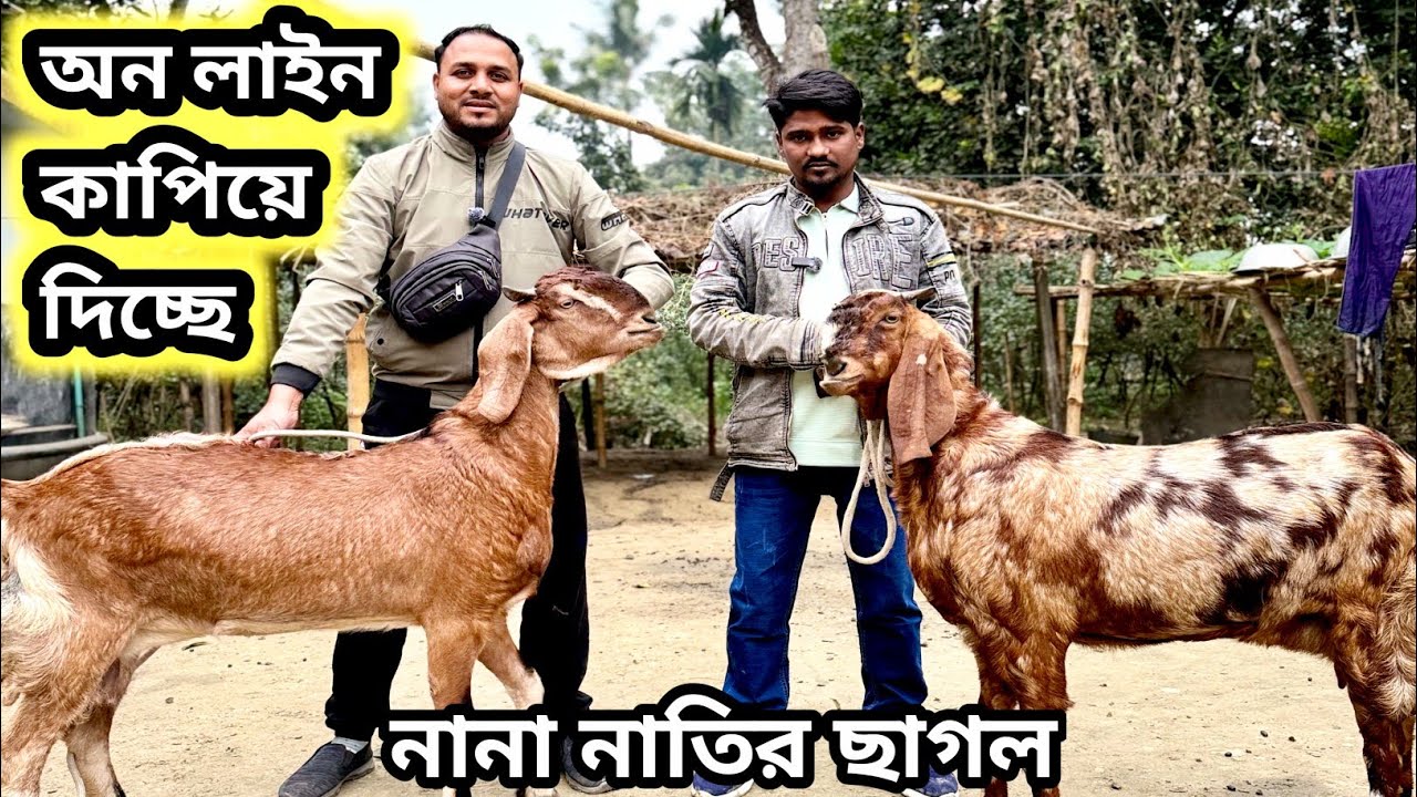 দাদা নাতির বাম্পার ডাবল হাড্ডির ছাগল!কেজির উপরের দুধের ছাগল এই সপ্তাহের কালেকশন