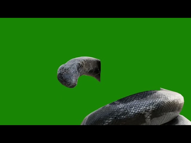 green screen video downloads copyright free anaconda snake class=