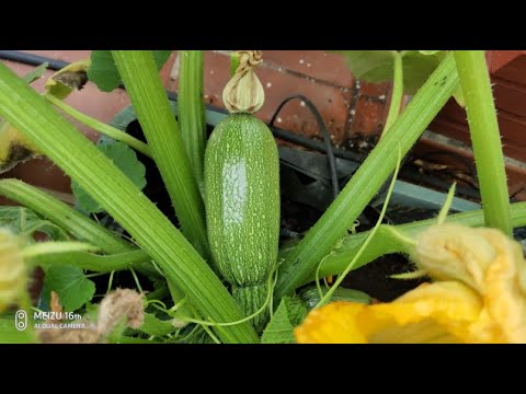 Video: Problemas de cultivo de calabacín: tratamiento de los insectos de calabacín en las plantas